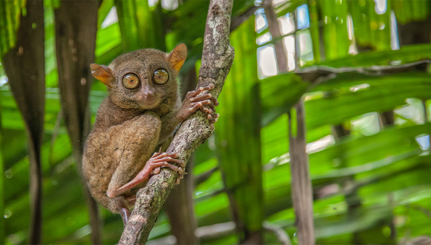 Tarsier, Bohol